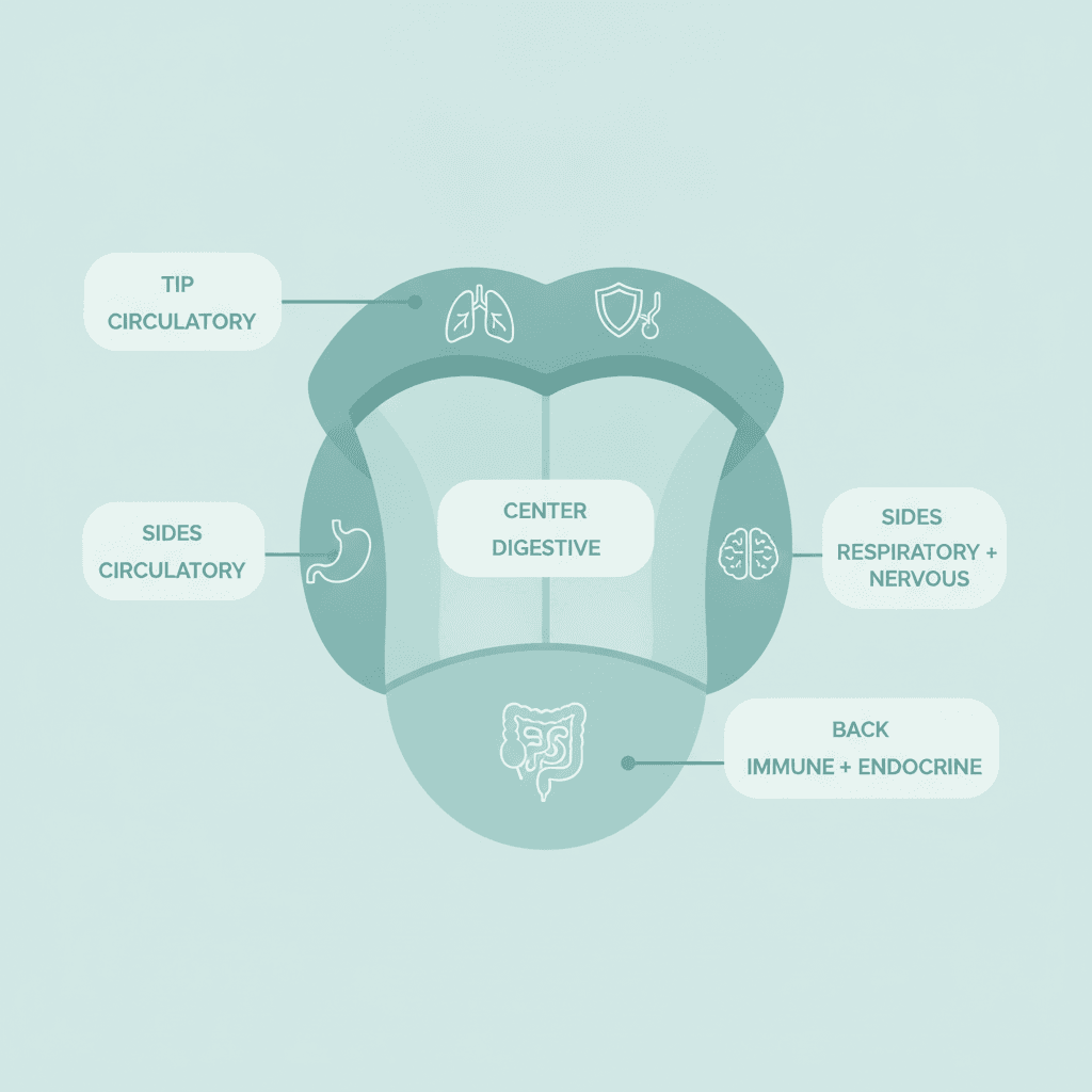 Diagram of a tongue divided into zones mapped to organ systems in TCM